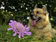 70 Bello sostare ancora all'ombra accanto ad un bel fiore